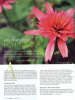 Enchanting Echinacea