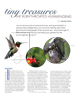 Tiny Treasures The Rub-throated Hummingbird